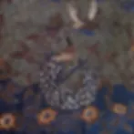 Peacock-in-bloom-close-up.jpg